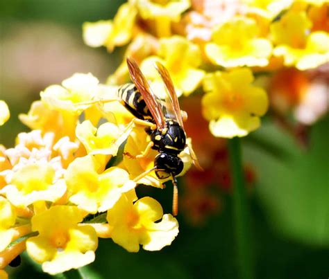 Do Wasps Make Honey? - Beekeeping 101