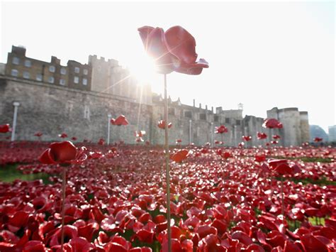 Remembrance Day: Tower of London poppy buyers warned they could crack in cold | The Independent