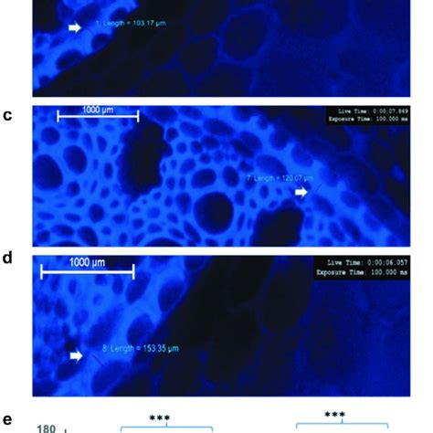 The changes in the width of the Casparian strip observed under the... | Download Scientific Diagram