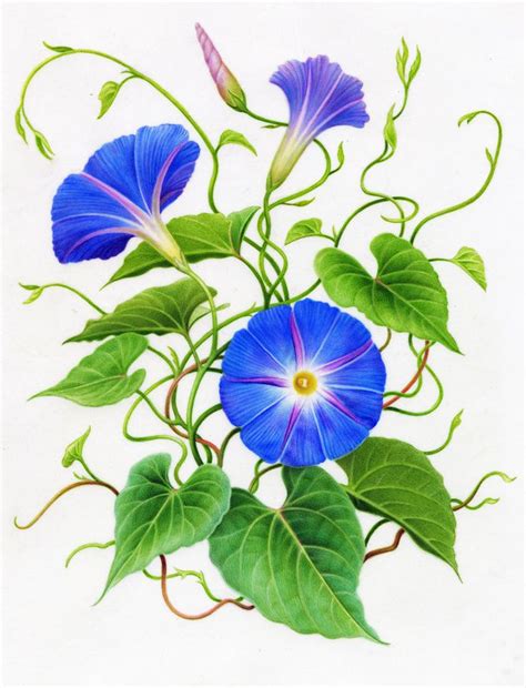 Morning Glory | Botanical drawings, Flower drawing, Flower painting