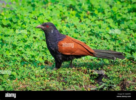 The greater coucal hi-res stock photography and images - Alamy