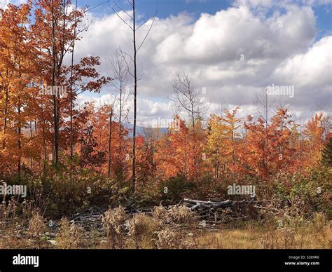 Maine Fall Foliage Stock Photo - Alamy