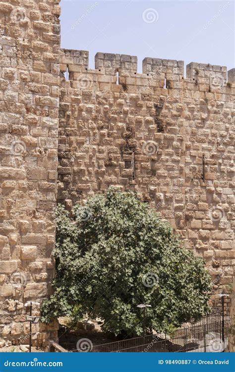 Jerusalem Fig Tree stock image. Image of archeology, green - 98490887