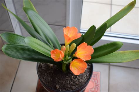 Add A Prized Clivia Plant to Your Collection