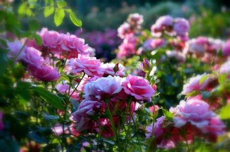 Stanley Park Rose Garden! | Farhad Sadeghi Amini