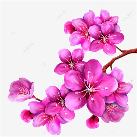 Cherry Blossom Flower White Transparent, Cherry Blossom Flower Clip Art, Peach Blossom, Sakura ...