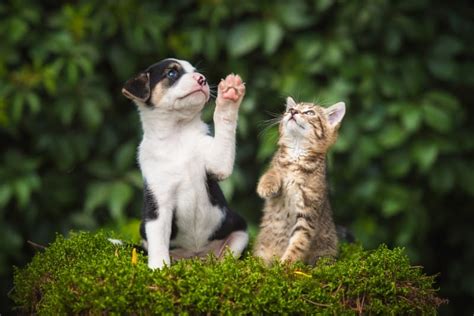 How to Raise a Puppy & Kitten Together - What It Is & What To Do