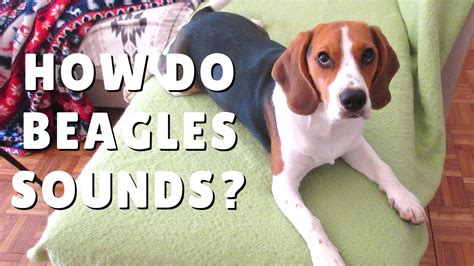 How do BEAGLES sounds? Puppy Beagle howling and Barking - YouTube