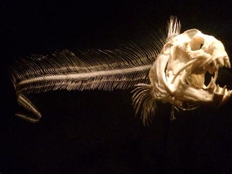 Wolf Eel Skeleton by UnderTallTrees on DeviantArt