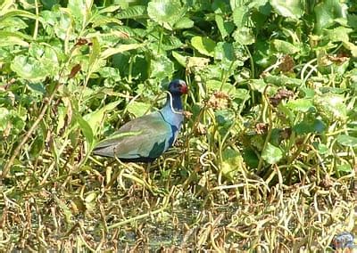 Lake Okeechobee Wildlife Pictures & Sightseeing