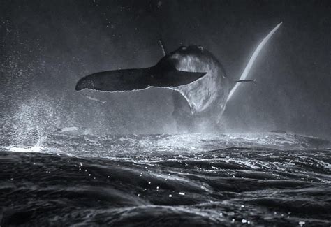 Whale Breaching At Night - In The Spotlight @ totallycoolpix.com | Whale photography, Whale ...