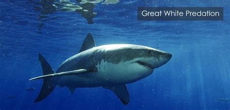 Great White Predation – Shark Research & Conservation Program (SRC ...