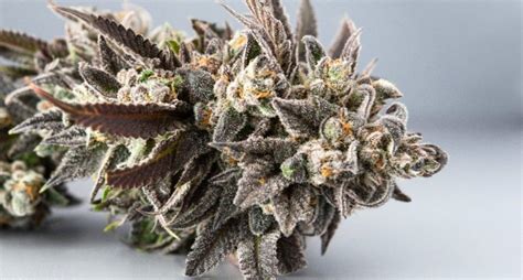 Girl Scout Cookies Strain: Effects, Smell & Taste - Weed Review