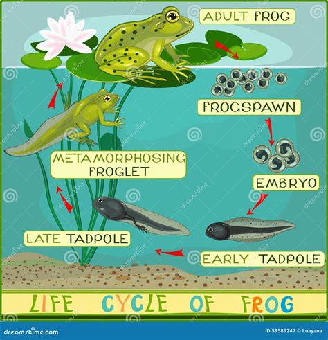 Life Cycle Of Frog Stock Vector - Image: 59589247