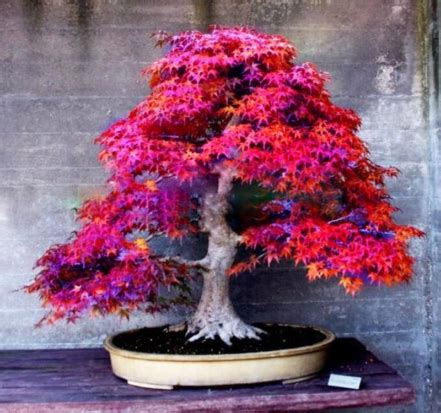 50 Japanese Maple Bonsai Seeds OutletTrends.com Free Shipping Up to 70% OFF