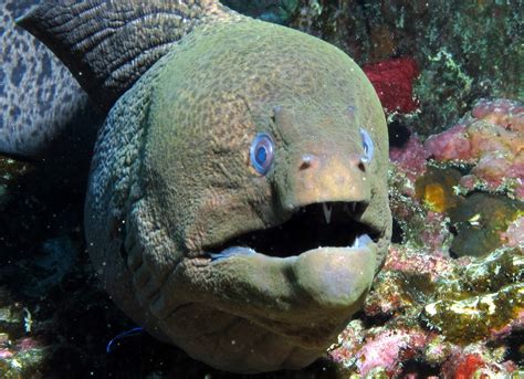 Giant moray eel with teeth at Halahi Reef, Red Sea, Egypt … | Flickr