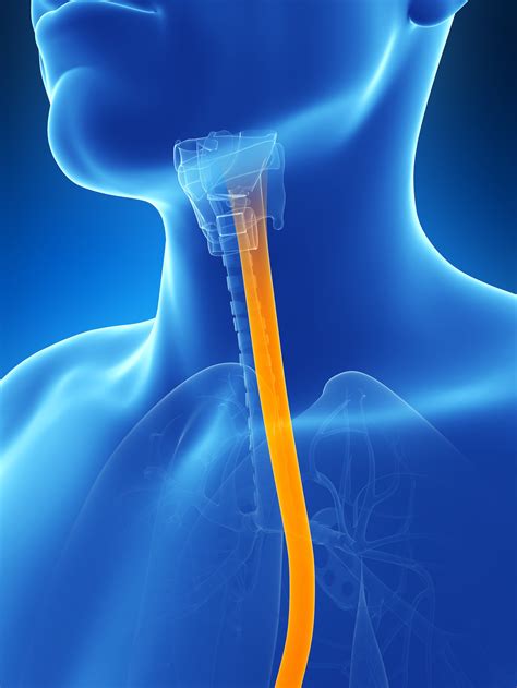 Esophagus / Endoscopy — High Plains Surgical Associates