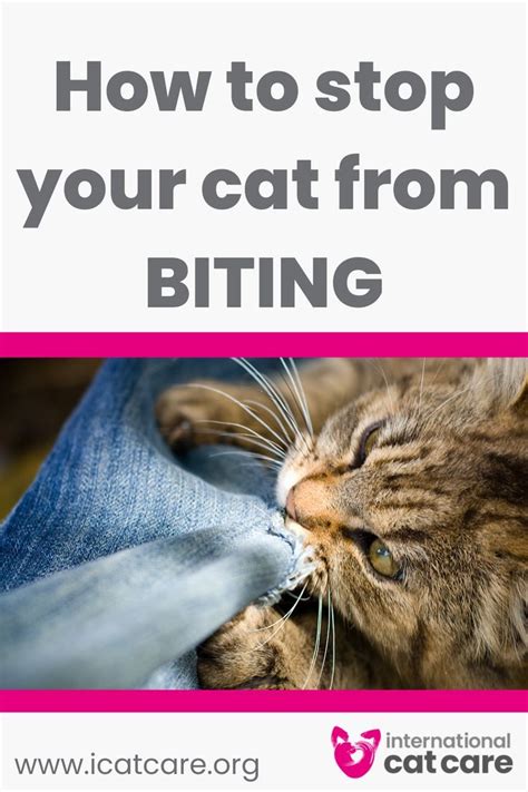 Do you want to know how to stop your cat from biting you or your children? Cats can be ...