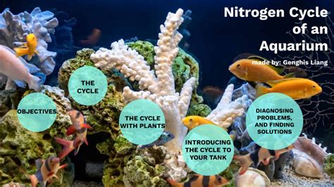 Nitrogen Cycle of an Aquarium by georgia dubois on Prezi