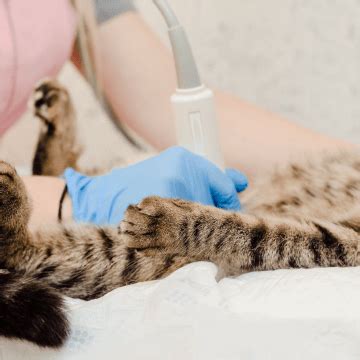 Pet Ultrasound Near Me 76028 - Burleson Animal Emergency Hospital