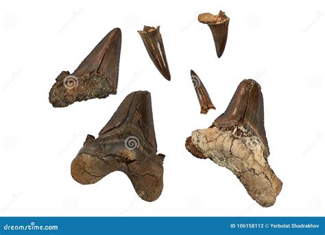 Prehistoric Shark Teeth Identification