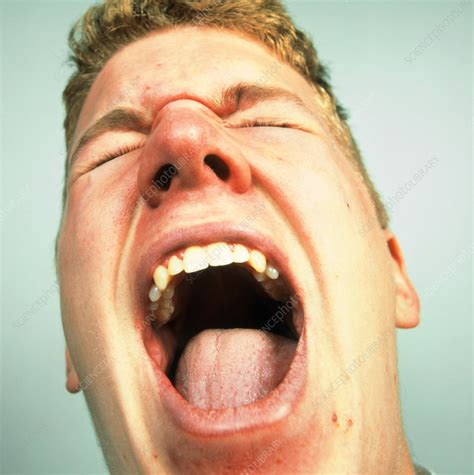 Face of a man screaming in pain or rage - Stock Image - M245/0437 - Science Photo Library