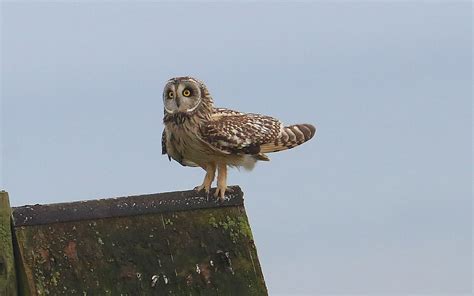 A safe landing on the Barn Owl nest box. | Bempton RSPB | Alan.J ...