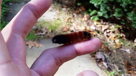 Banded Woolly Bear Caterpillar (Pyrrharctia isabella) - YouTube