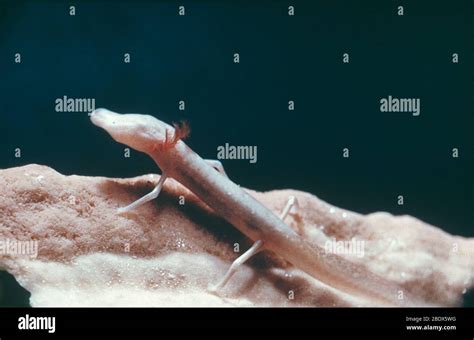 Texas blind cave salamander hi-res stock photography and images - Alamy