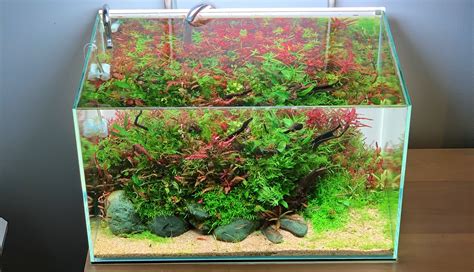 Top 5 Aquascaping Styles | Buce Plant