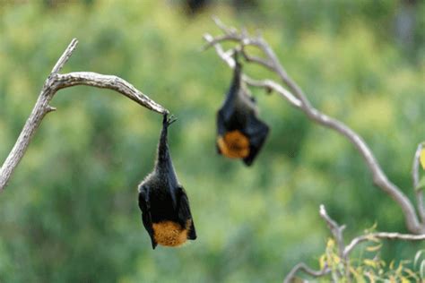 Nipah Virus Infection : Facts, causes, symptoms, complications | FactDr