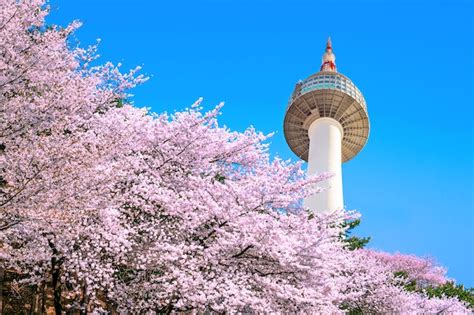 Free Photo | Seoul tower and pink cherry blossom, sakura season in spring,seoul in south korea