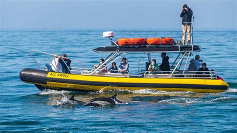 Zodiac Dolphin & Whale Watching Adventure - Dana Point Harbor