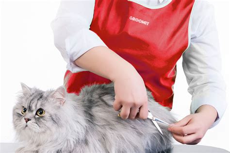 Professional Cat Grooming: What You Need to Know