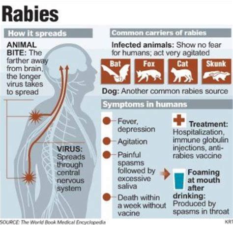 Rabies | Medical education, Vet medicine, World rabies day