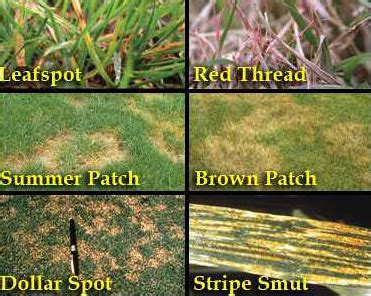 Summer Lawn Patch Diseases - The Organic Turf Company