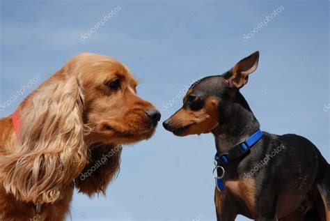 Two dogs kissing — Stock Photo © cynoclub #2163543