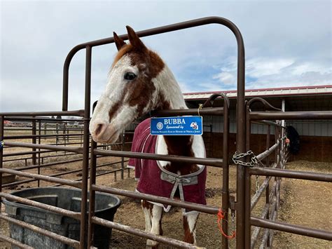 How Nikola Jokić’s love of horses fueled fan campaign with ‘incredible ...