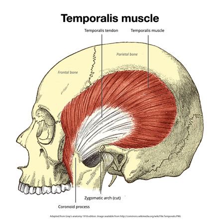 Temporal Fascia