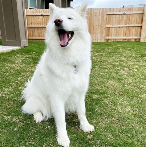 Samoyed Husky Mix: A Hybrid To Fall For