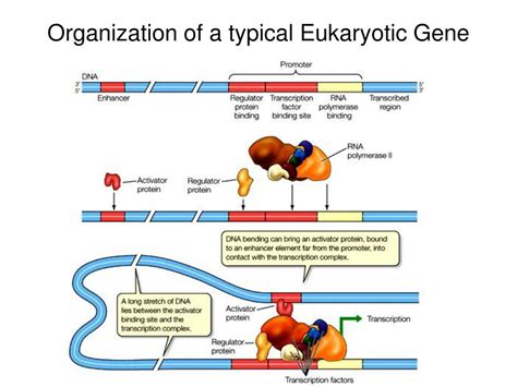 PPT - Regulation of Gene Expression PowerPoint Presentation - ID:345112