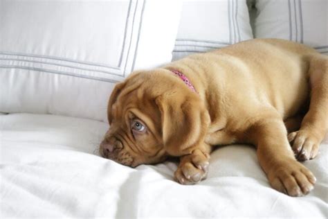 How to Stop a Puppy from Whining at Night -- 19 Tips!