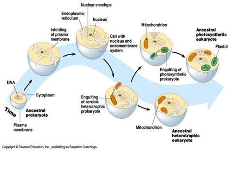 BSM3101-1 : CELLULAR AND DEVELOPMENTAL BIOLOGY: Week 5 - Endosymbiosis