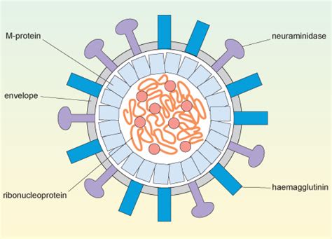 Influenza: A case study: 2.1 Structure of influenza | OpenLearn - Open ...