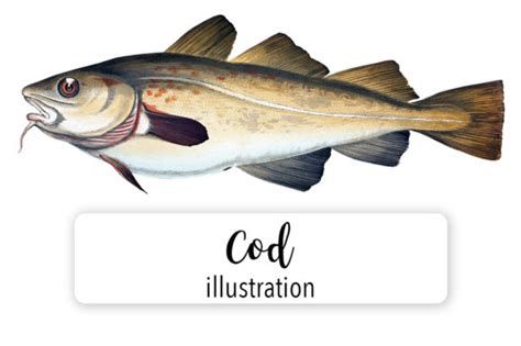 Cod Watercolor Graphic by Enliven Designs · Creative Fabrica