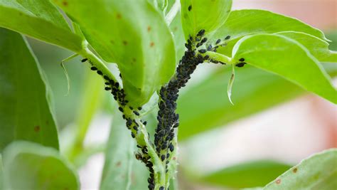 How To Get Rid Of Bugs On Indoor Plants