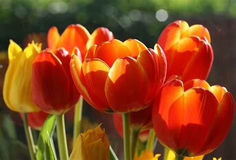 Tulips on my Windowsill | Tulips arrived early for Mother's … | Flickr