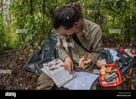 A ornithologist consults a field guide while holding a bird in hand to confirm the species ...