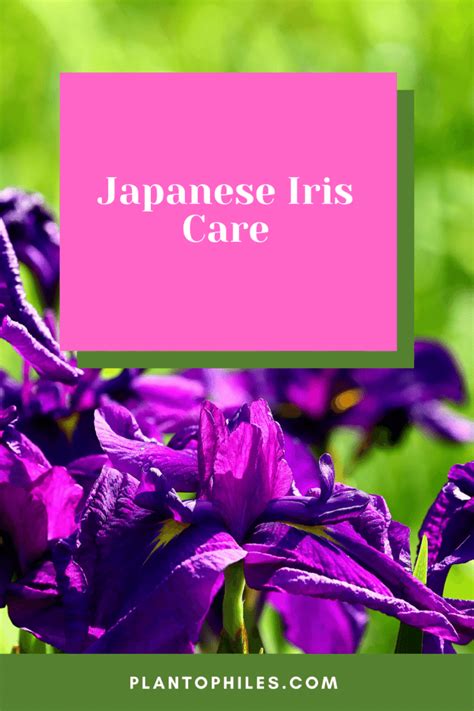 Japanese Iris Care – #1 Complete Guide