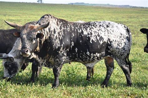 Nguni cattle breeders – Artofit